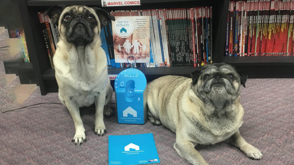 two pug dogs sitting by dipjar